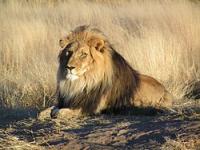 250px-lion-waiting-in-namibia-2.jpg